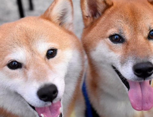 Dogecoin Foundation Seeks Backing to Fuel 2025 Plans