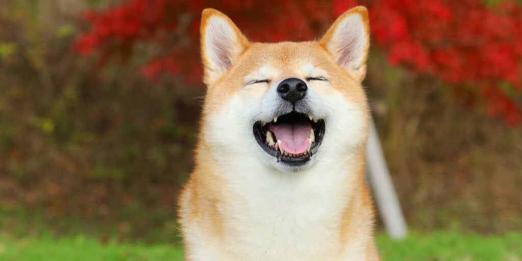 Dogecoin Pumps 27 % as DOGE Open Interest Tops Record$ 5.5 Billion