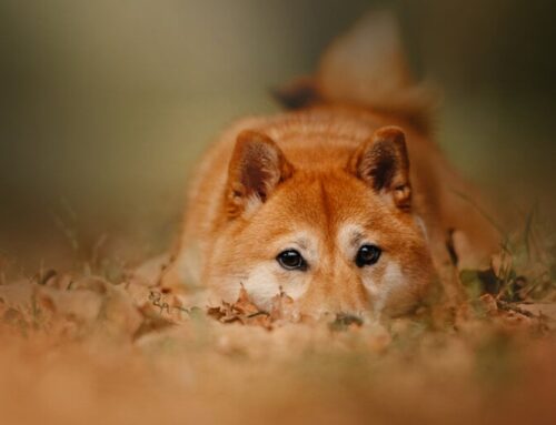 Bitcoin Sales Below$ 95K as Dogecoin drops to its lowest price of$ 2025.