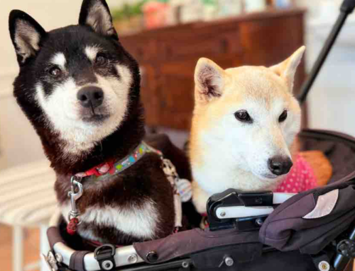 The Second Doge? Meme Shiba Inu Owner&#039, s New Pup Inspires Official Cocoro Coin